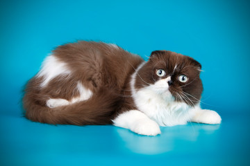 Scottish fold shorthair cat on colored backgrounds