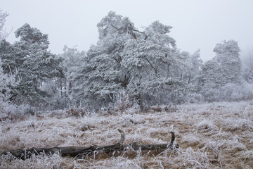 Winter-Landschaft im Nebel