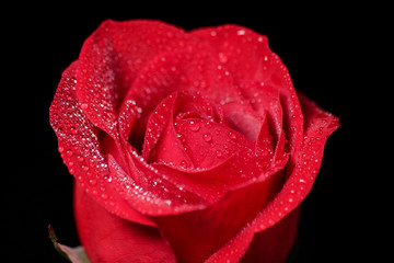A closeup of a single red rose with water drops on it