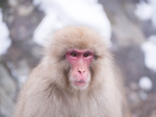Japanese Snow monkey Macaque in hot spring Onsen Jigokudan Park, Nakano,now Monkey Japanese Macaques bathe in onsen hot springs at Nagano, Japan.