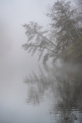 Trees in the Fog