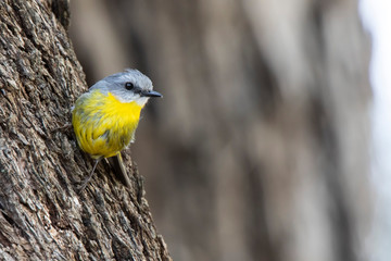 Eastern Yellow Robin (Eopsaltria australis) race 