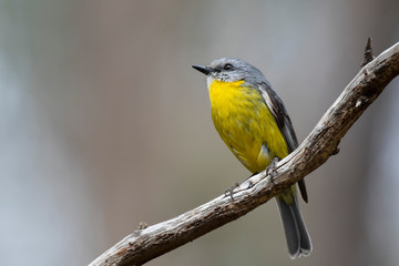 Eastern Yellow Robin (Eopsaltria australis) race 