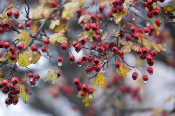 Red hawthorn berries on a frosty morning in November