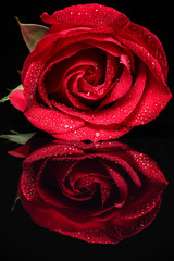 A closeup of a single red rose with water drops on it reflecting on a black surface