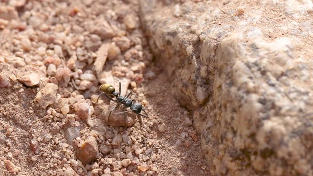 Golden Bull Ant climbing up a limestone path next to a rock