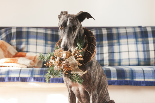 Greyhound during christmas time
