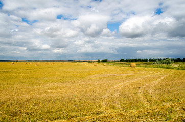 Fototapeta premium Sloping field of wheat is harvested straw