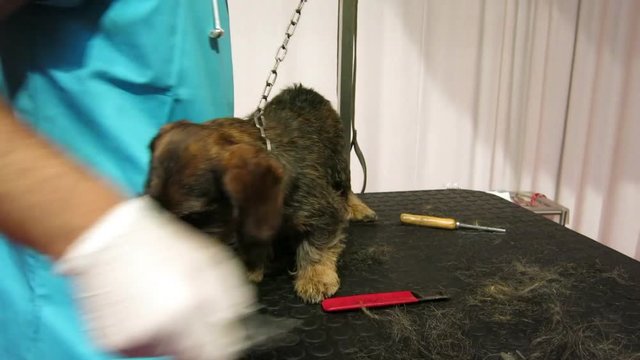 grooming a hard-haired dachshund, the toilet performs the work with the dog held in place with a chain on a table, it is performed the stripping and cutting of the hair in excess