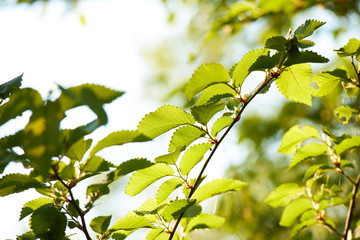 Obraz premium young green leaves