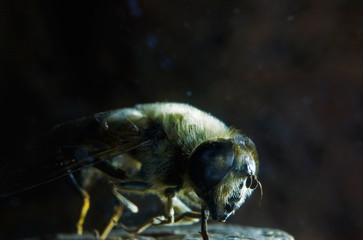 Nahansicht einer Fliege