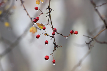 Red hawthorn berries on a frosty morning in November