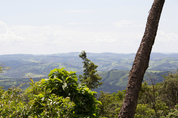 Obraz premium tree on the rock