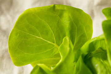 Raw Green Organic Butter Lettuce