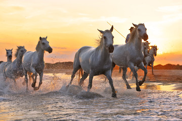 Running horses in water 