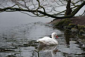 schwan