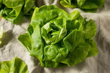 Raw Green Organic Butter Lettuce