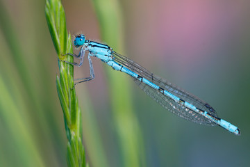Libelle