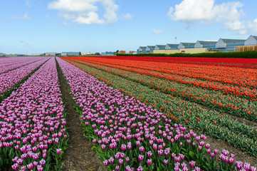 Flower field in the Netherlands