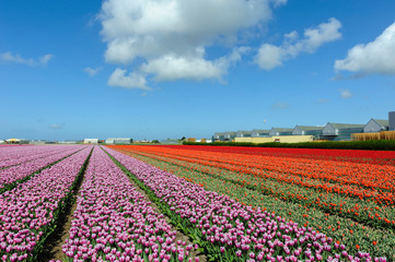 Flower field in the Netherlands
