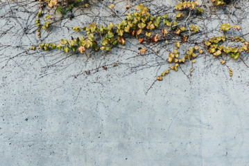 A Concrete Wall With Green Vines On It