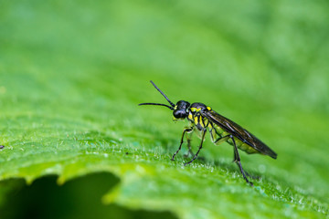 Käfer