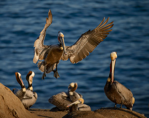 Brown Pelican Landing