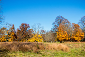 Fototapeta premium winter is next as the last autumn leaves fall