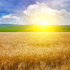 Wheat field and a delightful sunrise.