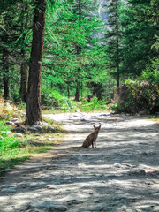 A fox at Grand Paradiso National Park, Aosta Valley Province, Italy, European Alps