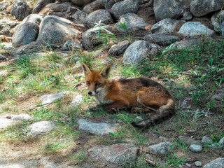 A fox at Grand Paradiso National Park, Aosta Valley Province, Italy, European Alps