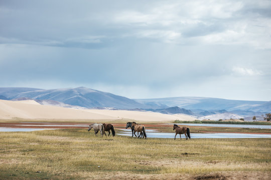 wild mongolian horses walking along a lake beside sand dunes