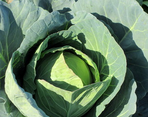 Big white cabbage growing in the garden.