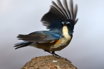 野鳥 ルリビタキ オス