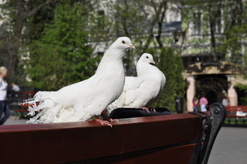 Couple of white dove
