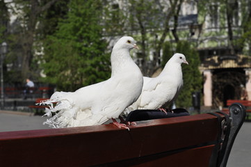 Couple of white dove