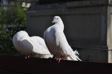 Couple of white dove
