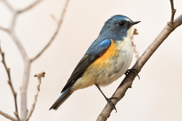 野鳥 ルリビタキ オス