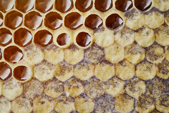 Honey comb
