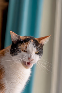 Angry Calico Cat Shows Teeth Makes Funny Face