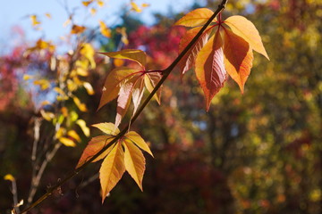 Virginia creeper branch with leaves