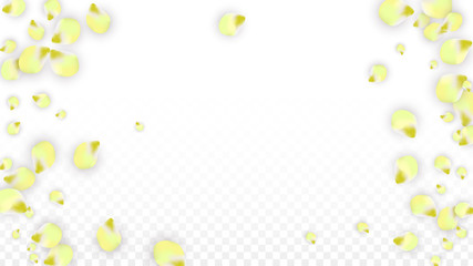 Vector Realistic Pink Petals Falling on Transparent Background.  Spring Romantic Flowers Illustration. Flying Petals. Sakura Spa Design. Blossom Confetti.