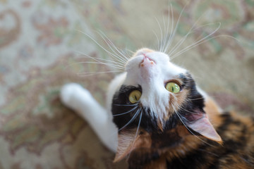 Calico Cat with Yellow Green Eyes Looking Up