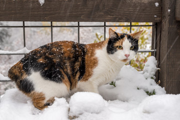 Manx Calico Cat Outside Enjoying Winter Snow