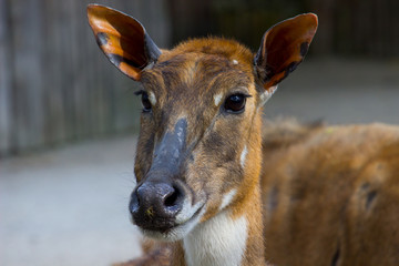 Antelope Nilgai or Blue Bull