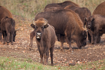 European bison, bison bonasus, Ralsko
