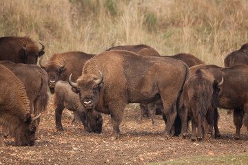 European bison, bison bonasus, Ralsko
