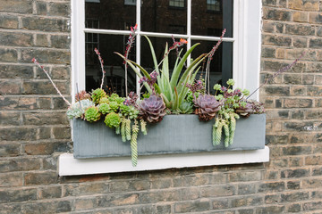 Windowsill box succulent garden in London