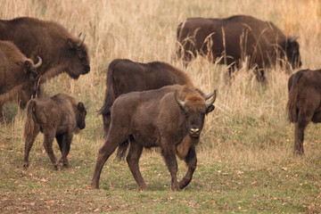 European bison, bison bonasus, Ralsko
