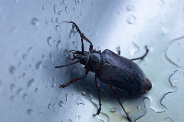 Beetle in a stainless steel sink